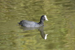 Fulica atra