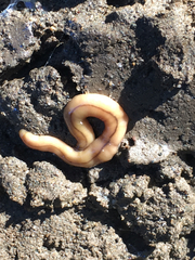 Bipalium adventitium