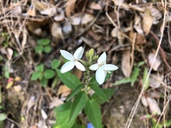 Pseuderanthemum variabile