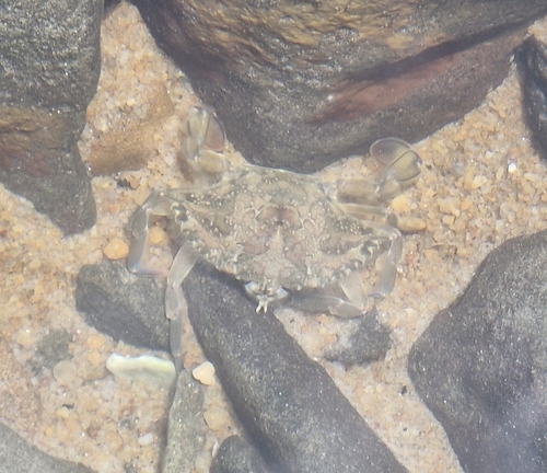 Marbled Swimming Crab