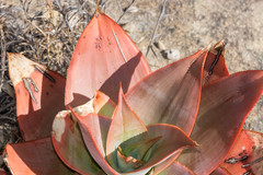 Aloe imalotensis imalotensis