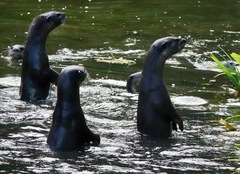 Lutrogale perspicillata