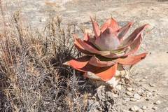 Aloe imalotensis imalotensis