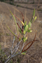 Mascarenhasia