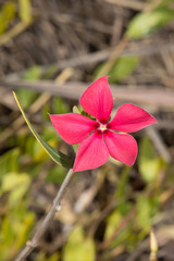 Catharanthus