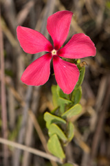 Catharanthus