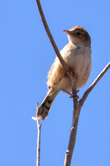 Cisticola cherina