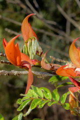 Chadsia flammea