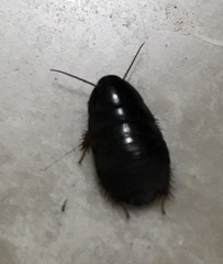 Pycnoscelus