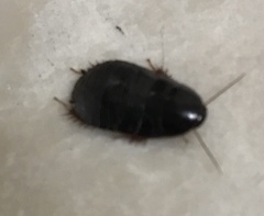 Pycnoscelus