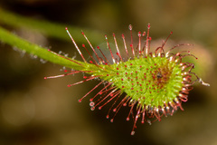 Drosera madagascariensis