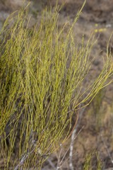 Secamone sparsiflora