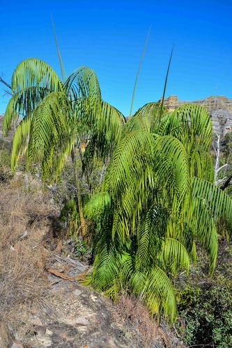 Dypsis onilahensis