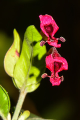 Hypoestes isalensis