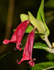 Hypoestes isalensis
