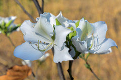 Bauhinia variegata candida