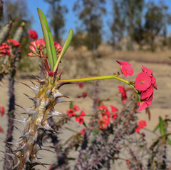 Euphorbia milii