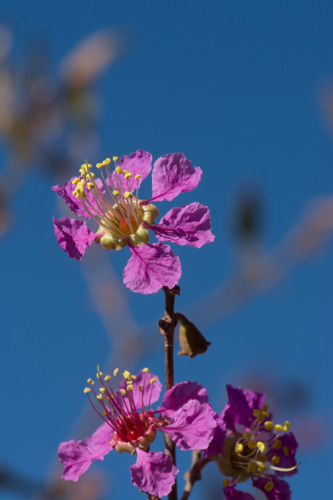 Koehneria madagascariensis