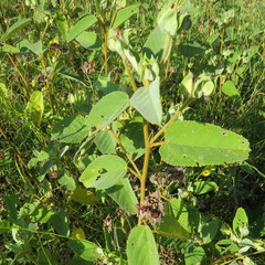 Melhania forbesii