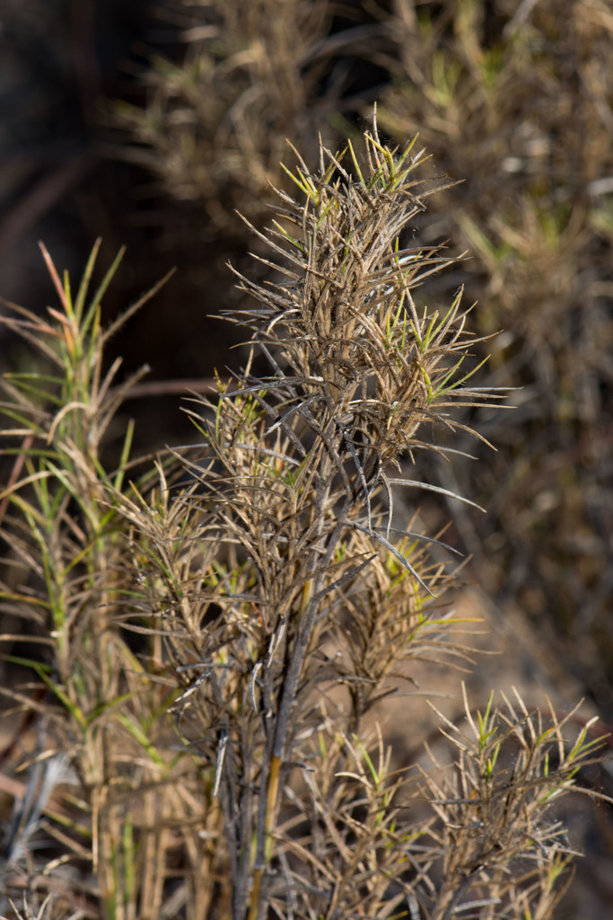 Danthoniopsis
