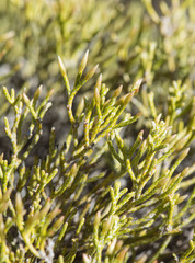 Erica isaloensis