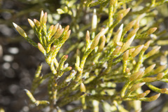Erica isaloensis