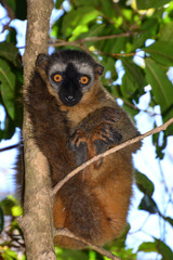 Eulemur rufifrons