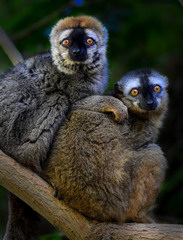 Eulemur rufifrons