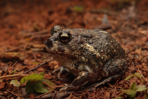 Carvalho's Escuerzo, Odontophrynus carvalhoi
