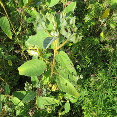 Melhania forbesii