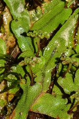 Marchantiaceae