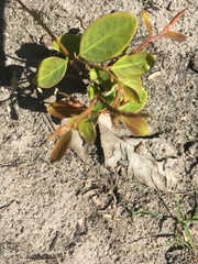 Breynia oblongifolia