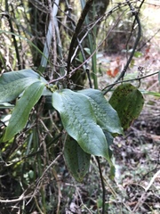 Smilax lanceifolia