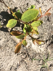Breynia oblongifolia