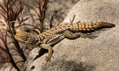 Oplurus cyclurus