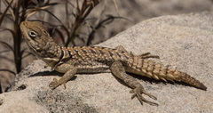 Oplurus cyclurus