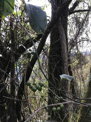 Smilax lanceifolia