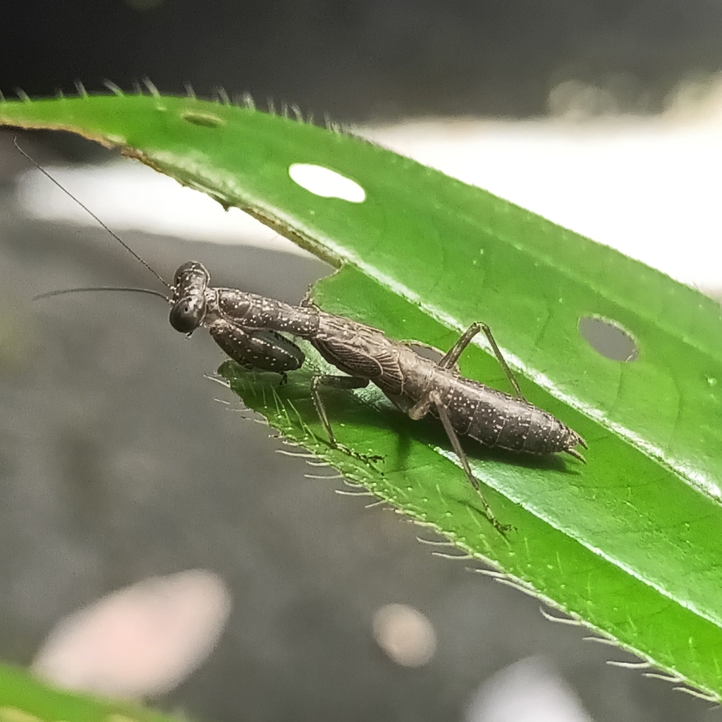 Paratithrone royi
