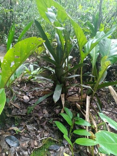 Aechmea melinonii