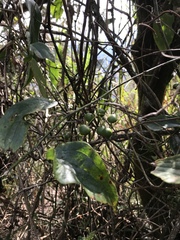 Smilax lanceifolia