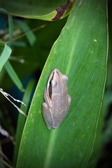 Litoria adelaidensis