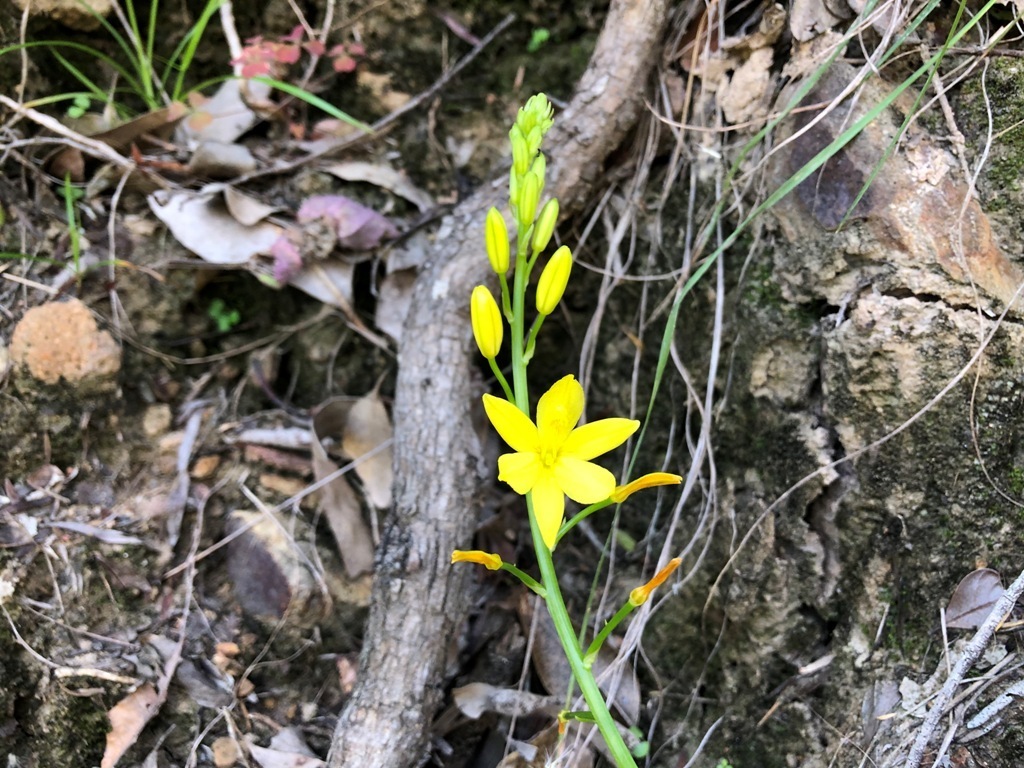 Bulbine Lily