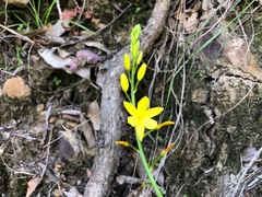 Bulbine vagans