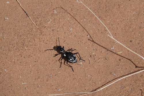 Anthia sexmaculata