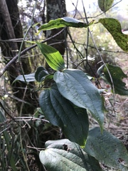 Smilax lanceifolia