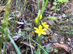 Bulbine vagans