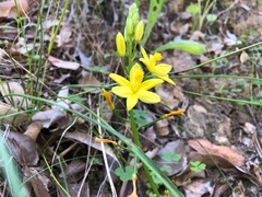 Bulbine vagans