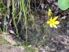Bulbine vagans