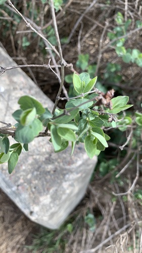 Western Snowberry
