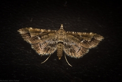 Merodictya marmorata